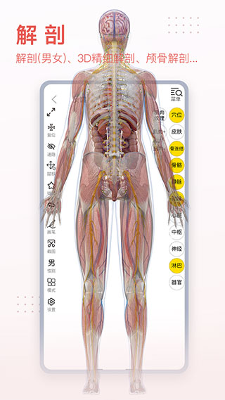 3dbody解剖2